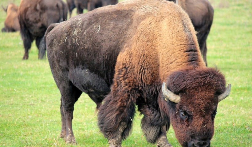 bisontes