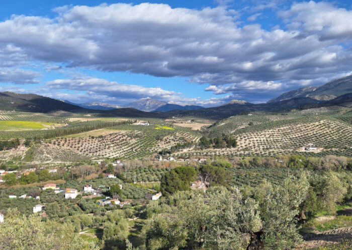 Una secuencia de usos del suelo desde los fondos de valle ocupados de olivar intensivo y segunda residencia dispersa, olivares tradicionales en las laderas y repoblaciones forestales en las montañas circundantes. Al fondo, el pico Almadén (2.036 m.s.n.m.), Sierra Mágina. Autor: José Domingo Sánchez Martínez (2024) - Publicada o republicada en Scientias - Noticias de Ciencia de España y países de habla hispana