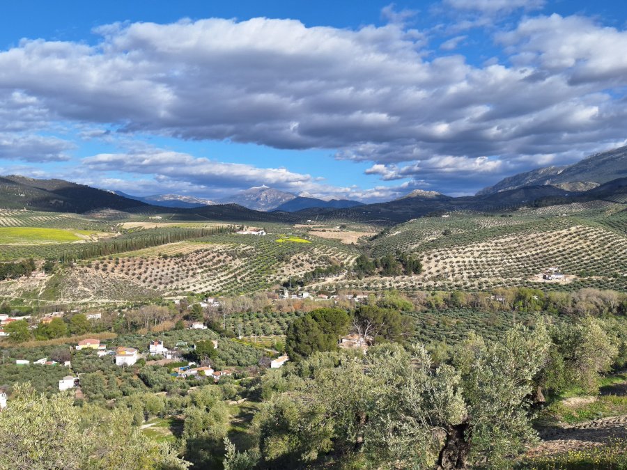 Una secuencia de usos del suelo desde los fondos de valle ocupados de olivar intensivo y segunda residencia dispersa, olivares tradicionales en las laderas y repoblaciones forestales en las montañas circundantes. Al fondo, el pico Almadén (2.036 m.s.n.m.), Sierra Mágina. Autor: José Domingo Sánchez Martínez (2024) - Publicada o republicada en Scientias - Noticias de Ciencia de España y países de habla hispana