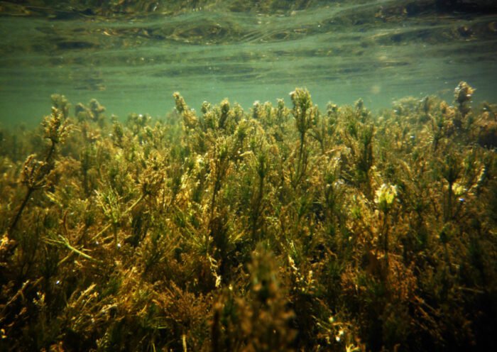 Charophytes. Autor: Eric Puche
