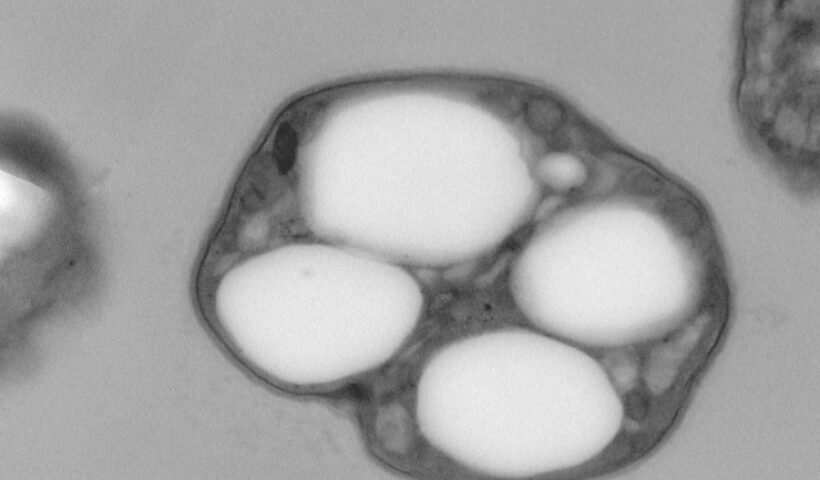 Imagen de microscopía de transmisión electrónica (TEM) de una célula de Synechocystis sp. (cianobacteria). En su interior, se observan claramente los gránulos de PHA, que se presentan como cuerpos de inclusión esféricos de color blanco. (Beatriz Altamira)