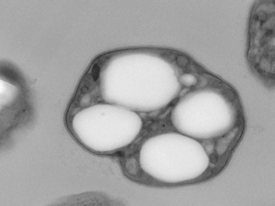 Imagen de microscopía de transmisión electrónica (TEM) de una célula de Synechocystis sp. (cianobacteria). En su interior, se observan claramente los gránulos de PHA, que se presentan como cuerpos de inclusión esféricos de color blanco. (Beatriz Altamira)
