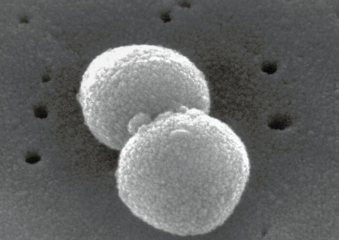 Streptococcus_pneumoniae