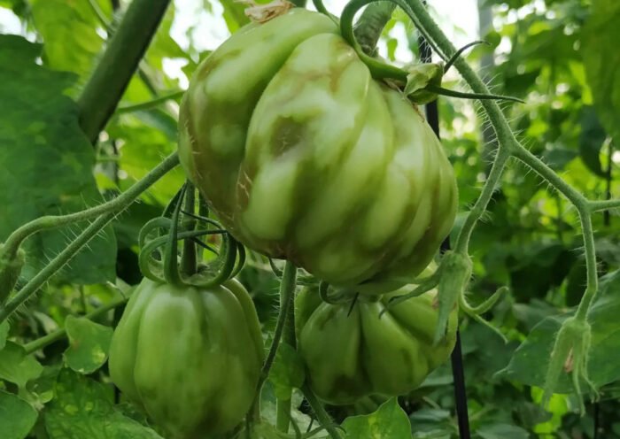 Tomate infectado por el virus del rugoso (UAL)