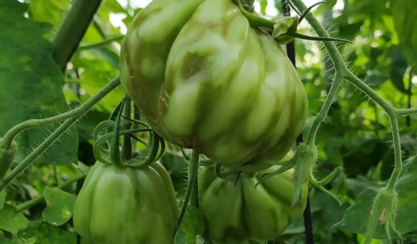 Tomate infectado por el virus del rugoso (UAL)