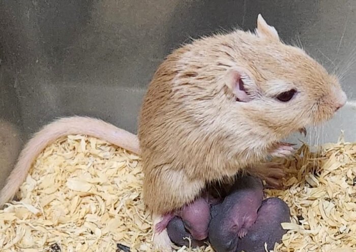 Jerbo Mongol (autor: Jose Luis Ferran)