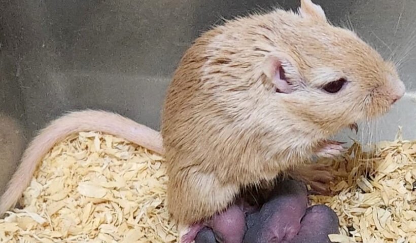 Jerbo Mongol (autor: Jose Luis Ferran)