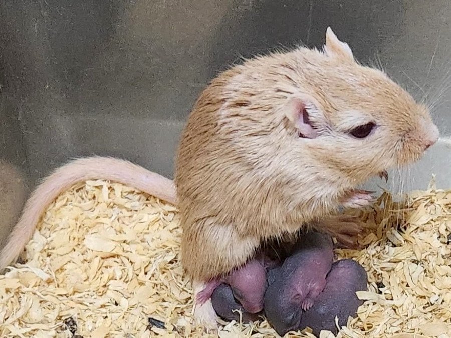 Jerbo Mongol (autor: Jose Luis Ferran)