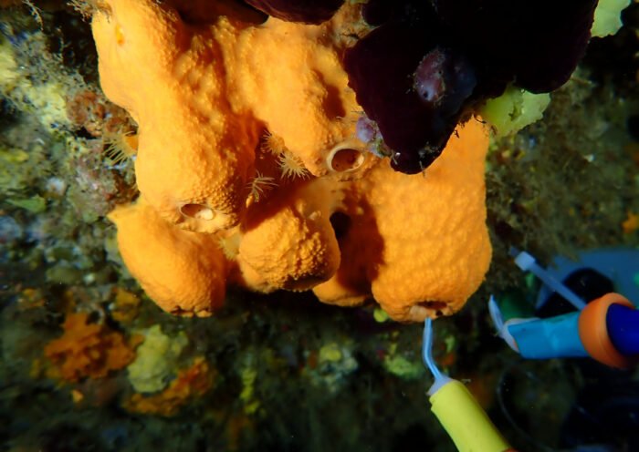 Esponjas de mar (Marta Masdeu ICM-CSIC)