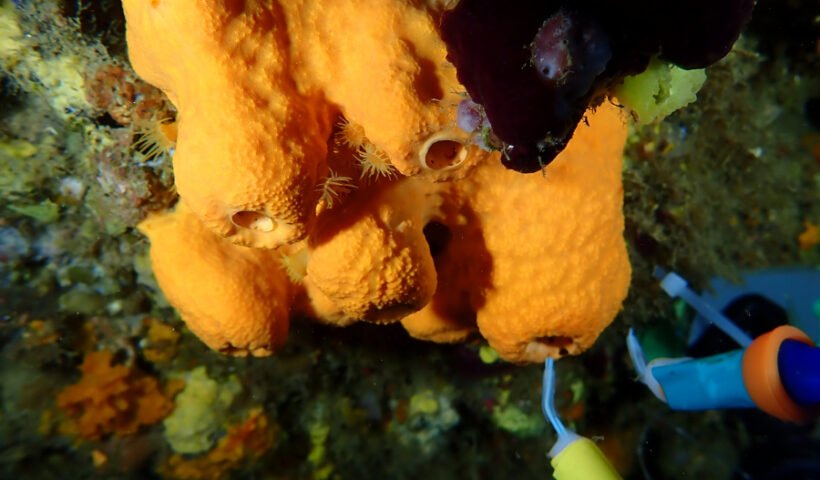 Esponjas de mar (Marta Masdeu ICM-CSIC)