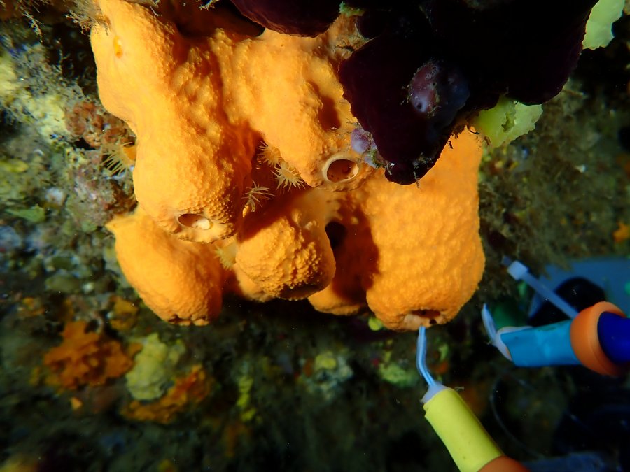 Esponjas de mar (Marta Masdeu ICM-CSIC)