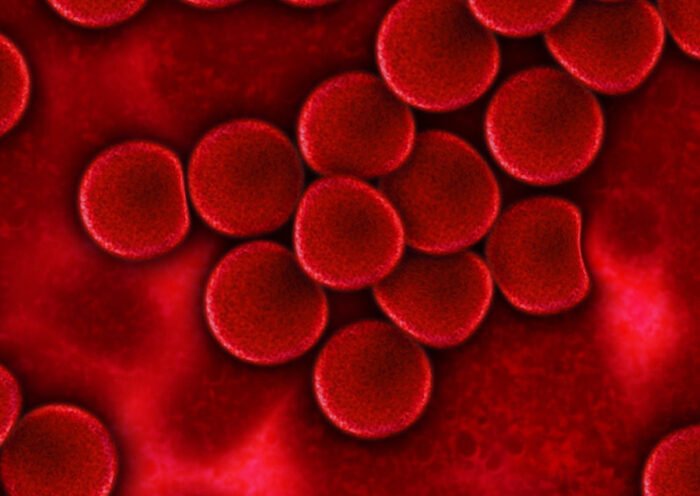 plasma sanguíneo