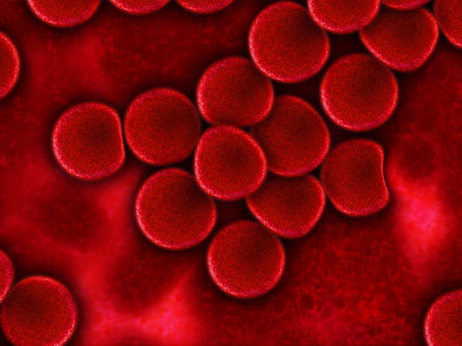 plasma sanguíneo