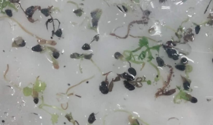 Santos-Rufo et al. (2026), Phyton-International Journal of Experimental Botany, DOI: 10.32604/phyton.2026.082736. Licencia CC BY 4.0.