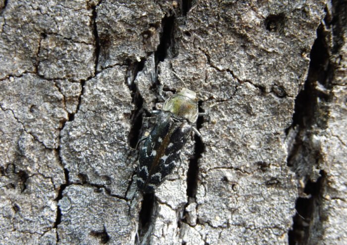 C.undatus. Autor: J.M. Riba (2017)