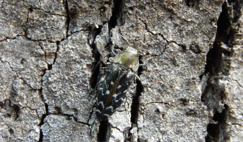 C.undatus. Autor: J.M. Riba (2017)