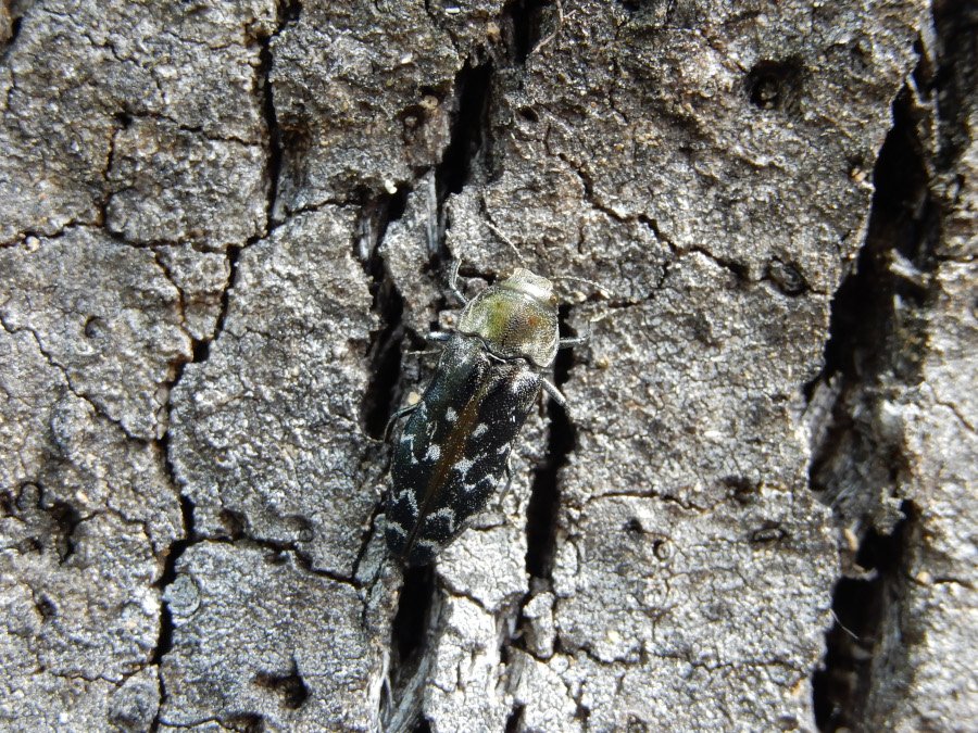 C.undatus. Autor: J.M. Riba (2017)