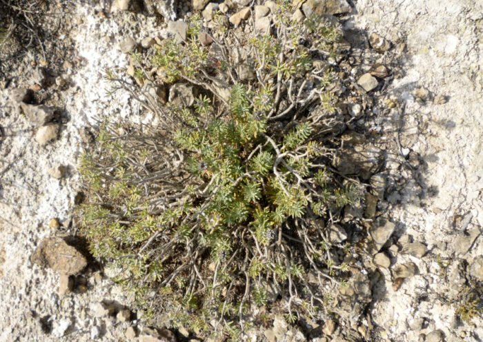 Teucrium-libanitis (Elvira Díaz)