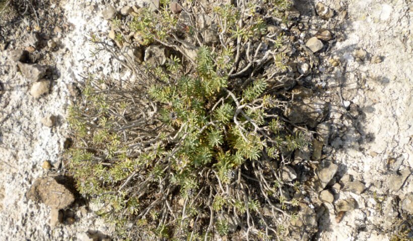 Teucrium-libanitis (Elvira Díaz)