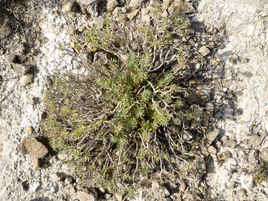 Teucrium-libanitis (Elvira Díaz)