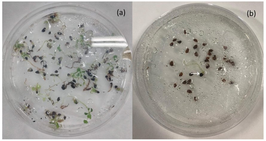 Santos-Rufo et al. (2026), Phyton-International Journal of Experimental Botany, DOI: 10.32604/phyton.2026.082736. Licencia CC BY 4.0.